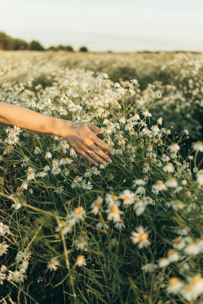 main caressant des fleur blanche, inspiré de la nature de Remiremont 