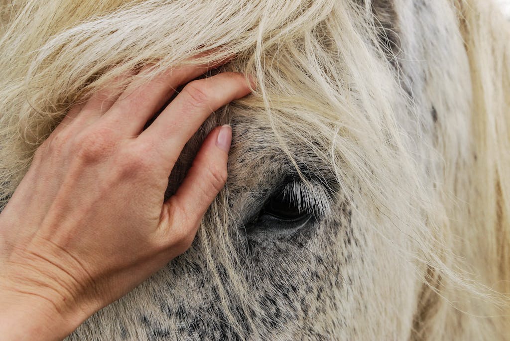 Close-up of a hand gently stroking a white horse's mane, showing affection.