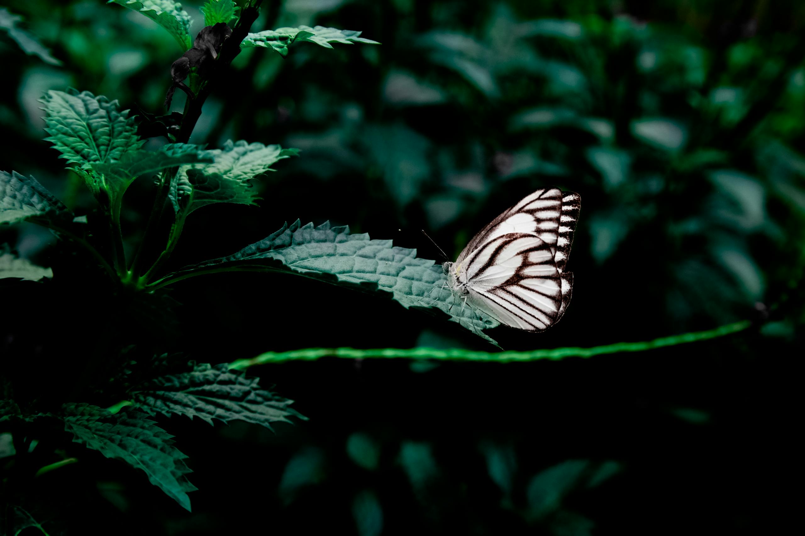 A beautiful butterfly delicately perched on a leaf surrounded by lush green foliage.